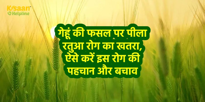 गेहूं की फसल पर पीला रतुआ रोग का खतरा, ऐसे करें इस रोग की पहचान और बचाव